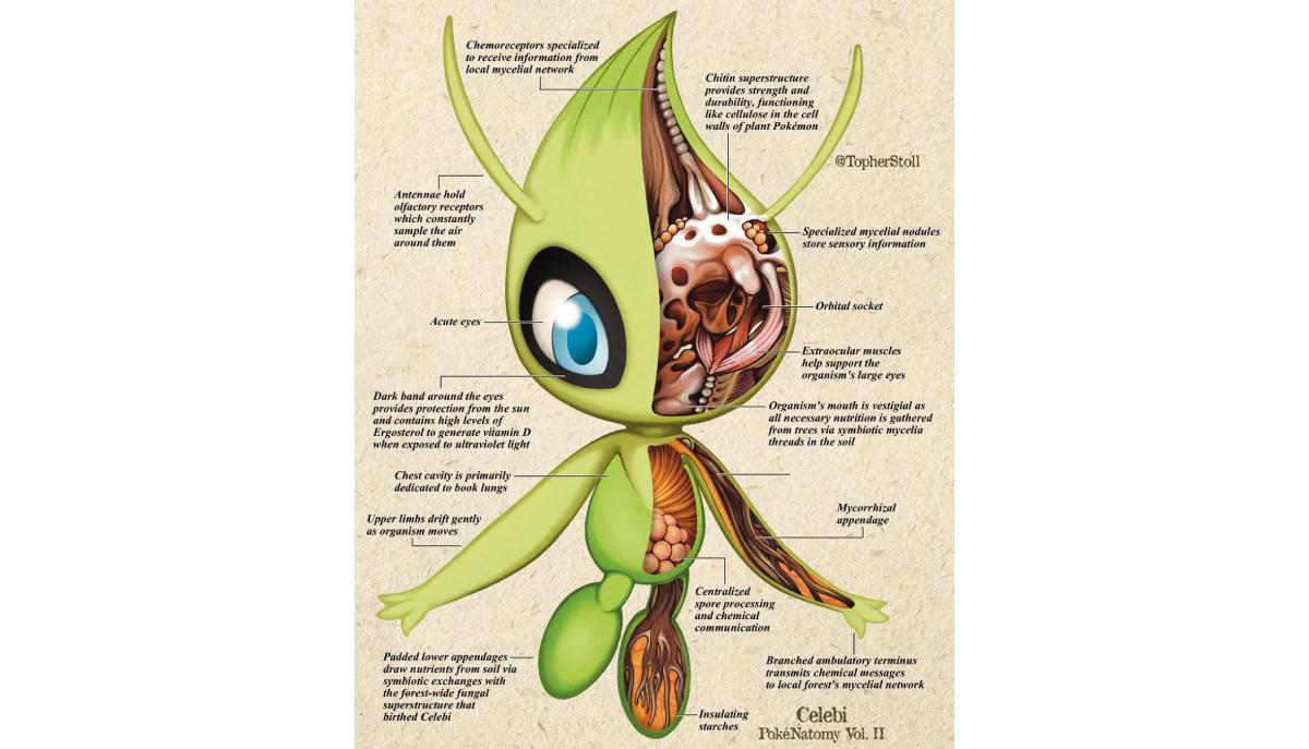 celebi