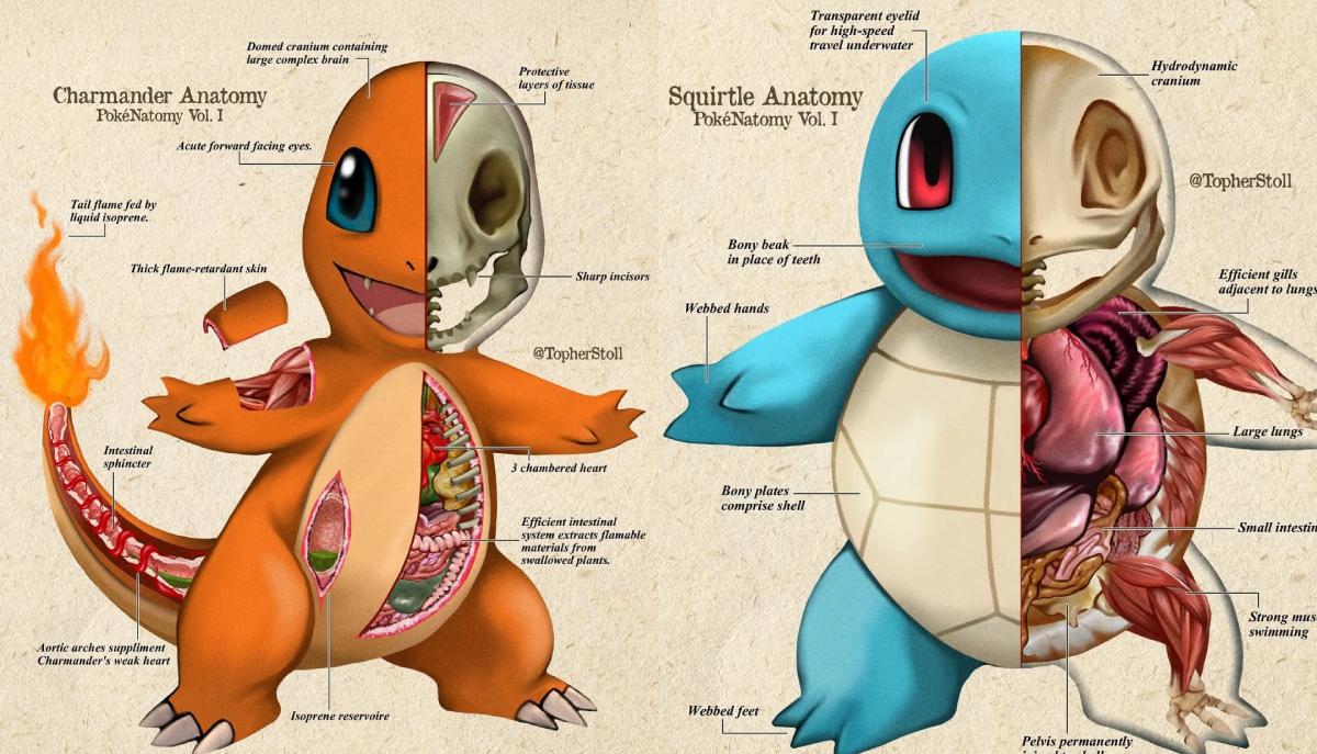Anatomia di un Pokémon: la guida definitiva che spiega come funzionano i loro poteri