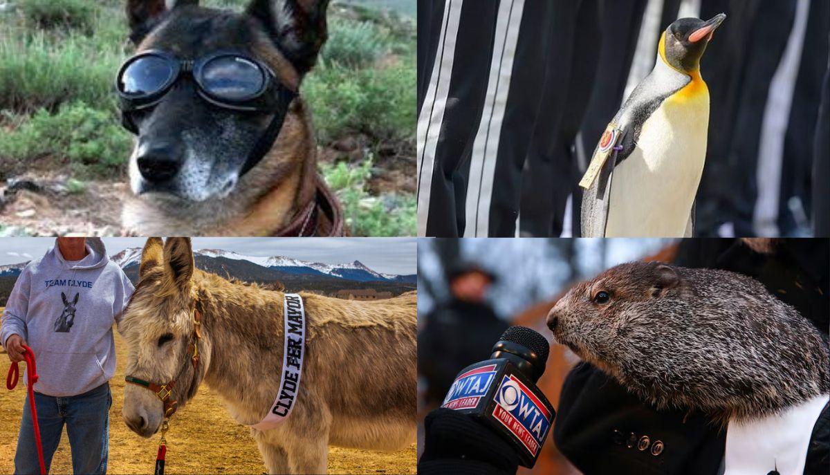 Animali che hanno un lavoro (da paura) mentre tu ancora lo stai cercando