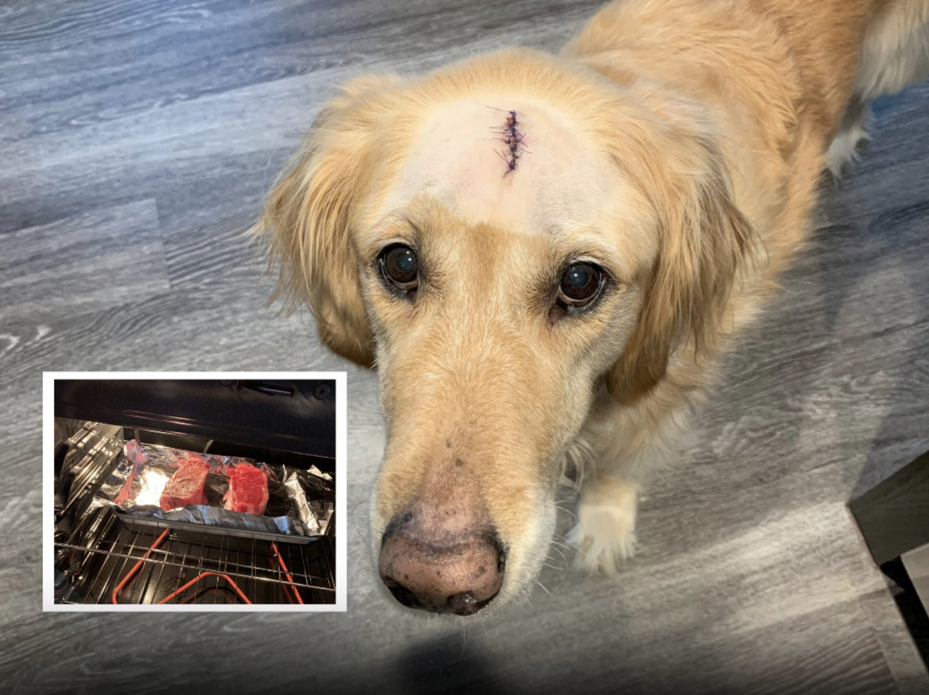 Cane guarisce dal cancro: il padrone gli cucina una bistecca per festeggiare