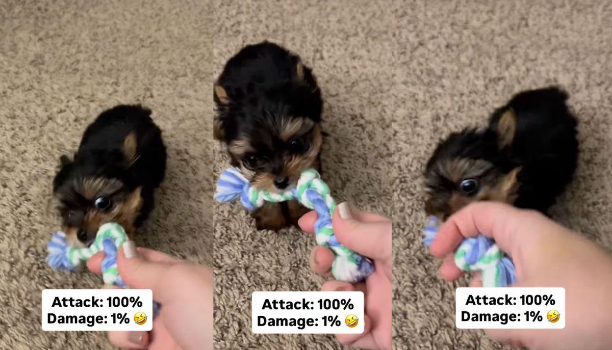 Attacco 100%, danno 1%: il minuscolo "predatore" che sta facendo impazzire Instagram