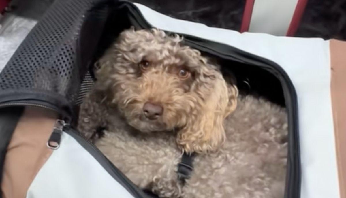 "Fai silenzio, arriva la prof": porta il barboncino all’università ma lui è un "santo" e non se ne accorge nessuno