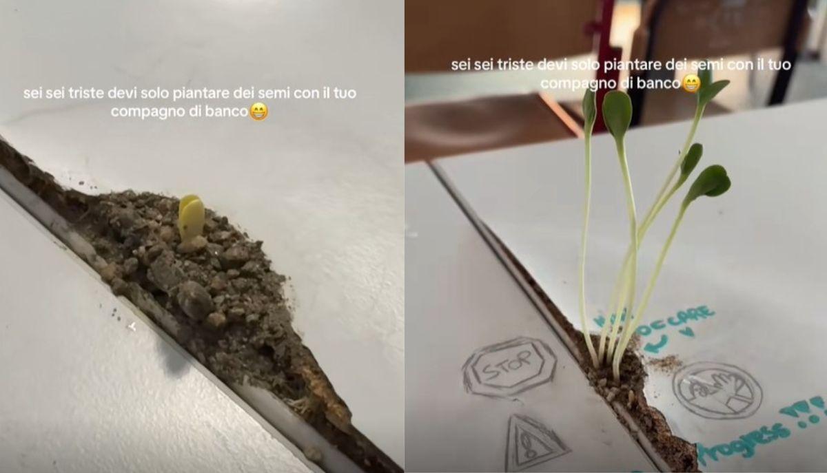 Piantano dei semi tra i banchi e cresce una piantina: il video TikTok diventa virale