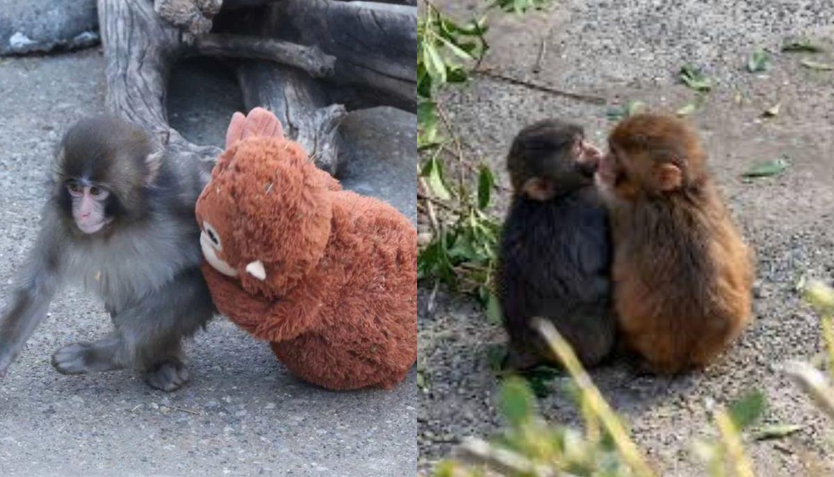 Punch, il macaco che abbracciava il peluche, ha finalmente trovato l'amore: il video virale