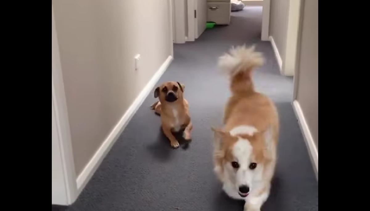 Friendship goals: ecco perché questo video di due cani spiega cos'è la vera amicizia