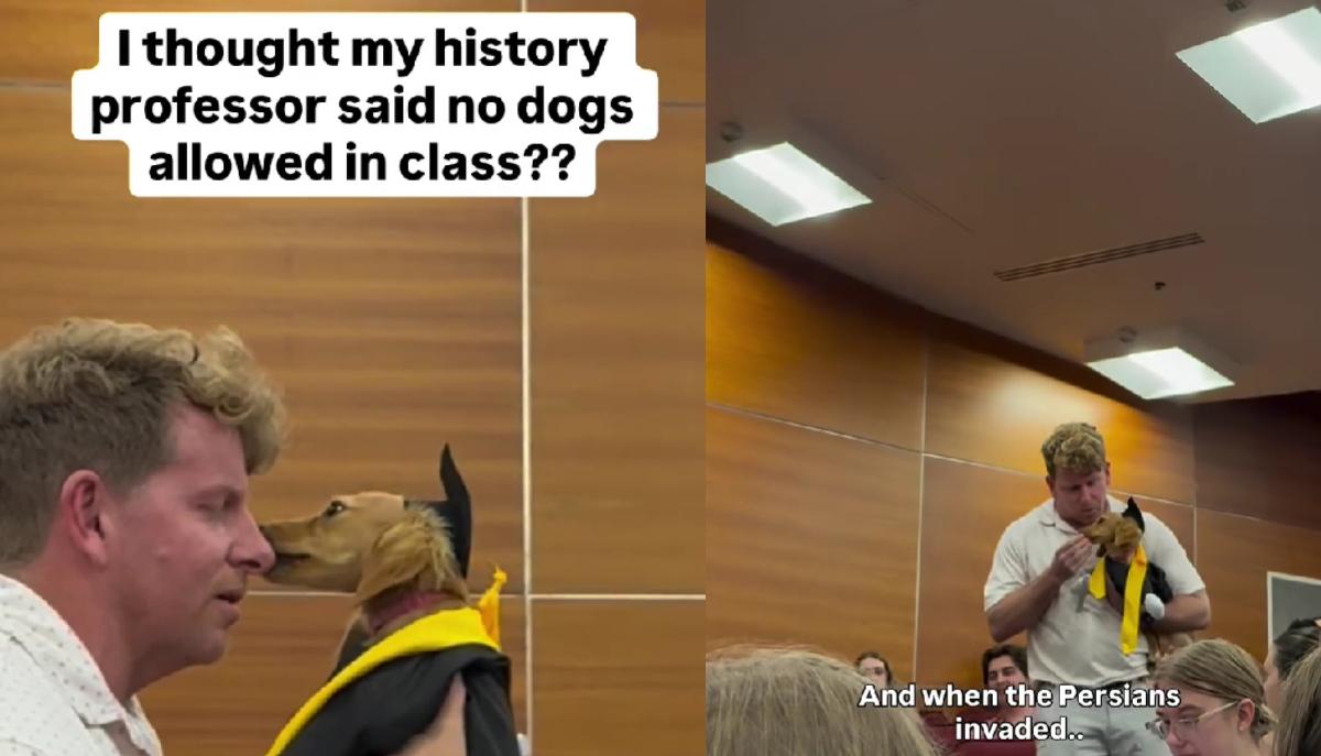 Studentessa porta il bassotto a lezione vestito da laureato: il prof prova a dire no, poi finisce con il cane in braccio