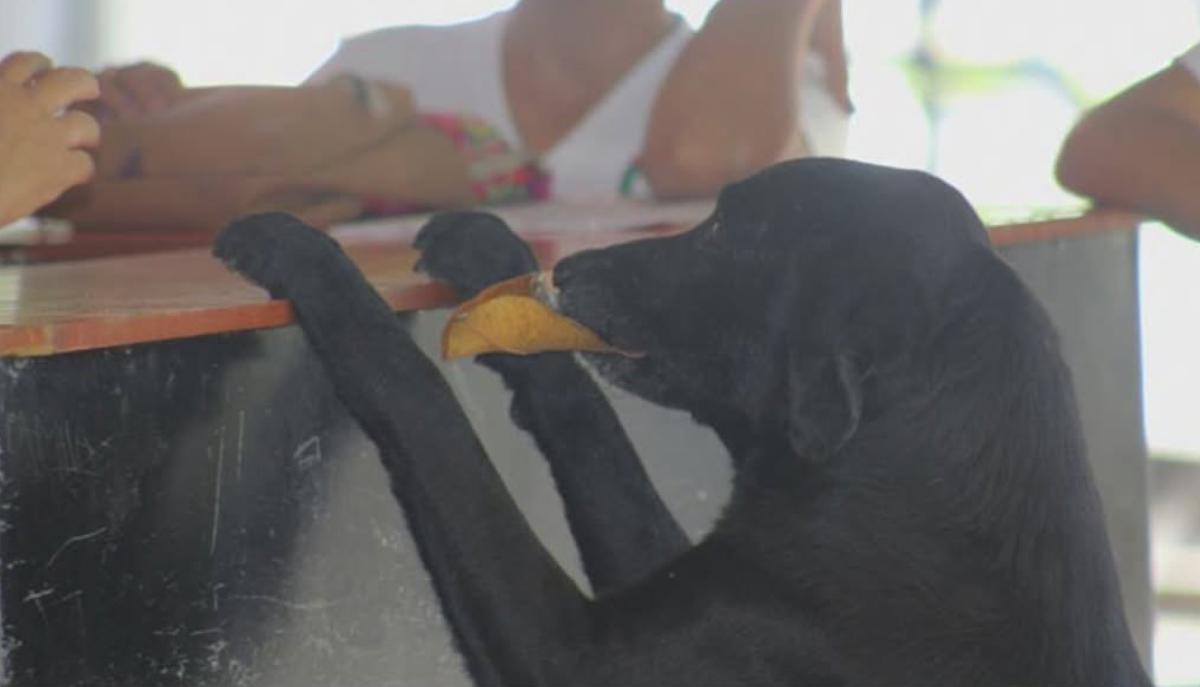 Il cane genio del campus che ha imparato a "comprare" i biscotti con le foglie