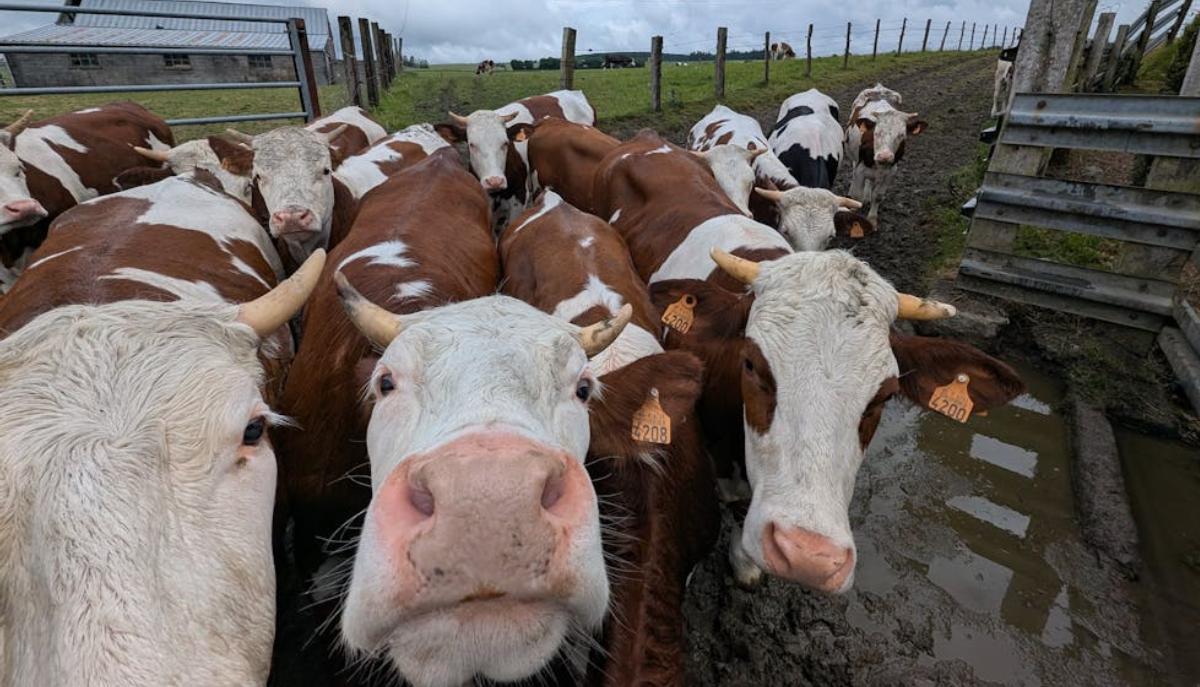 Troppi pochi alunni iscritti: il sindaco "arruola" 5 mucche per salvare la classe