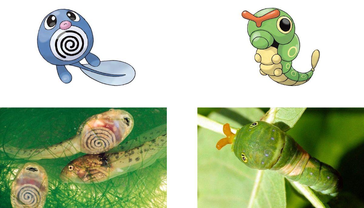 Animali che hanno ispirato i Pok&eacute;mon: la realt&agrave; dietro la fantasia articolo