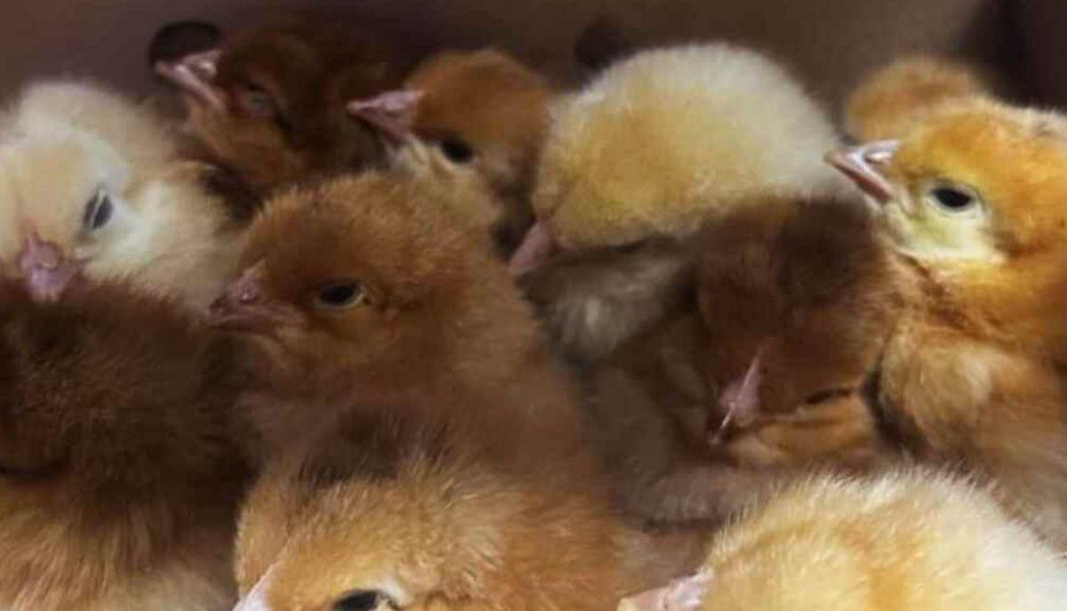 Pulcini vivi come regalo di Pasqua ai bambini: scoppia il caos in una scuola