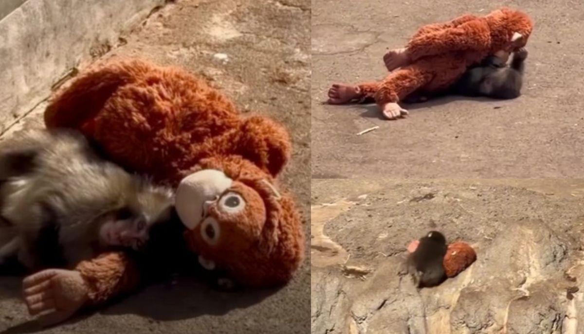 Il crepacuore di Punch: il macaco torna solo e si rifugia nel suo peluche