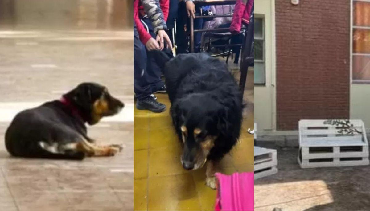 Muore Domingo, il cane che andava a scuola da 17 anni: l'istituto gli dedica il cortile