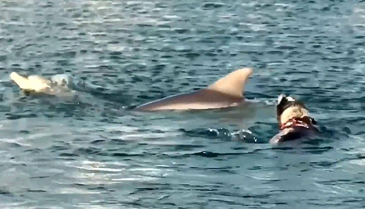 Il cane Ohana che nuota con i delfini è la cosa più dolce che vedrai oggi