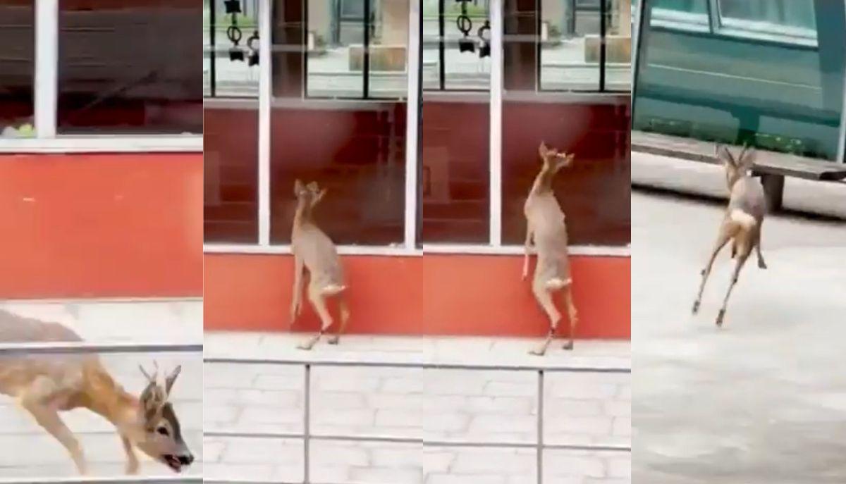 L’ospite che non ti aspetti: capriolo spunta nel cortile della scuola