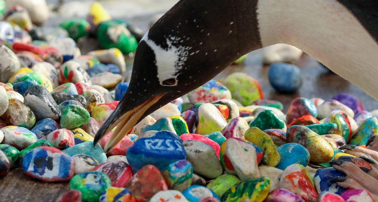 I bambini in ospedale dipingono pietre per aiutare i pinguini a trovare l’amore