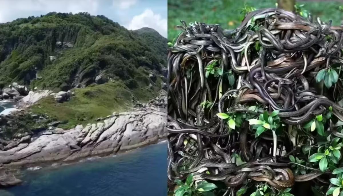snake island 