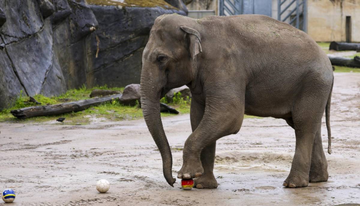 Mondiali Germania-Curaçao: l'elefante indovino Tarak aveva previsto la vittoria schiacciante dei tedeschi