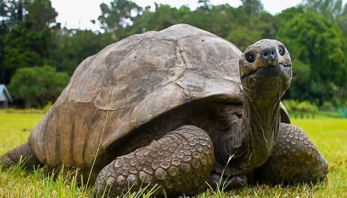 Dalla medusa “immortale” allo squalo della Groenlandia: gli animali che vivono più a lungo dell’essere umano