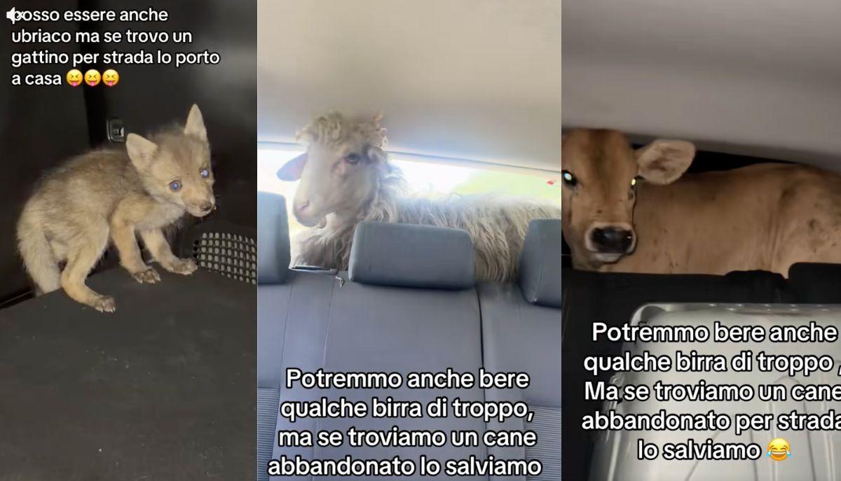 "Posso essere anche ubriaco": il trend virale di TikTok sugli animali scambiati per errore (forse)