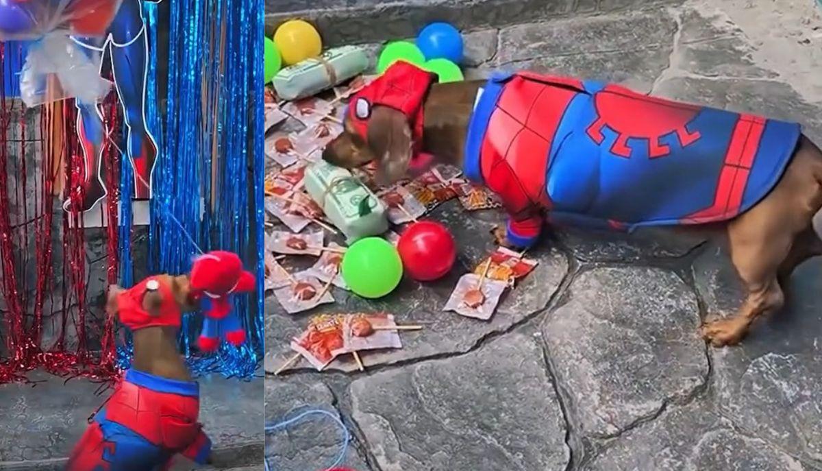 Il bassotto Luka festeggia 4 anni con un party a tema Spider-Man