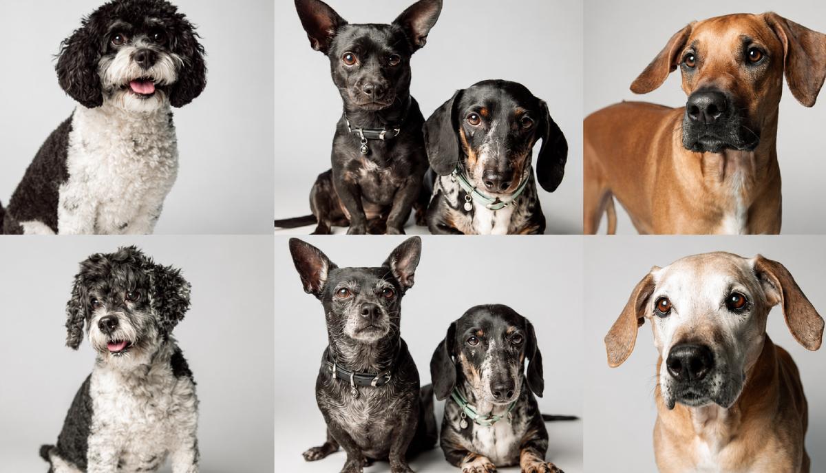 Come invecchiano i cani in 10 anni: il progetto che mostra i cambiamenti