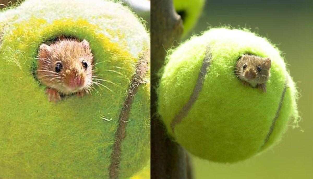 Il dolce (e inaspettato) destino delle palline di Wimbledon