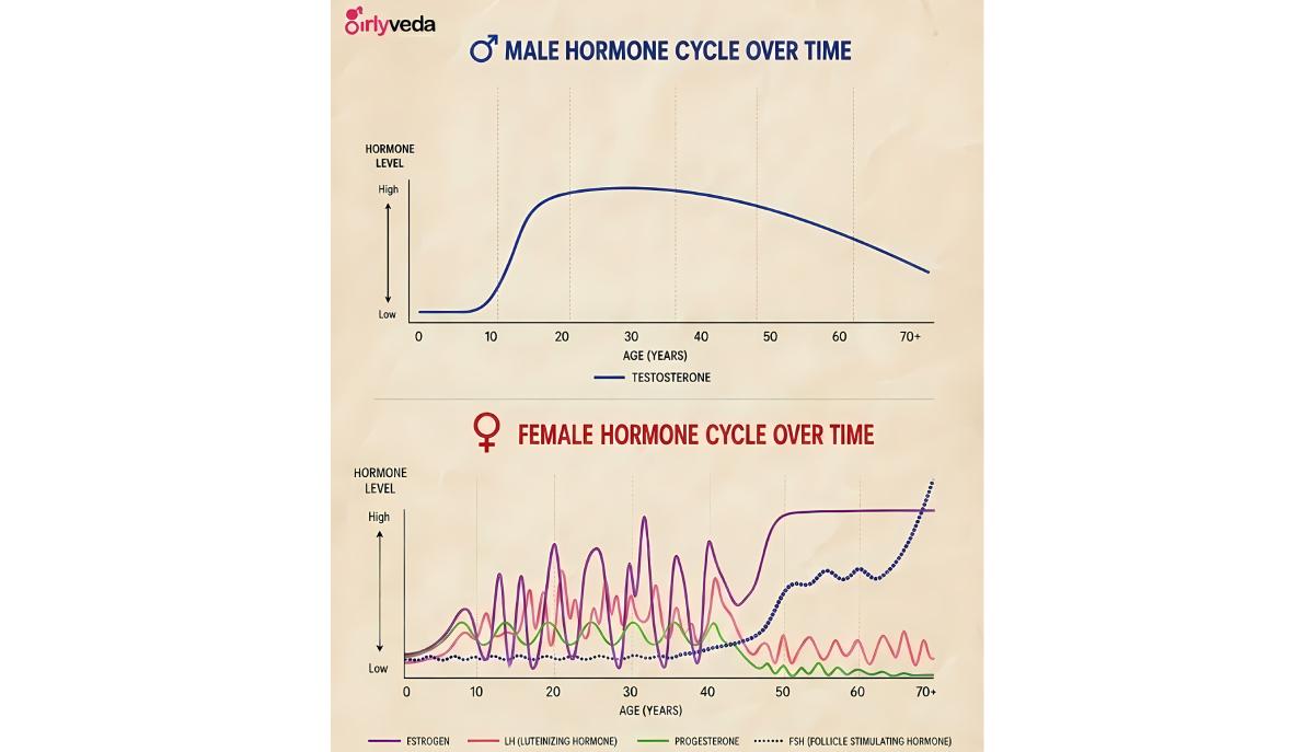 differenze ciclo ormonale uomo donna