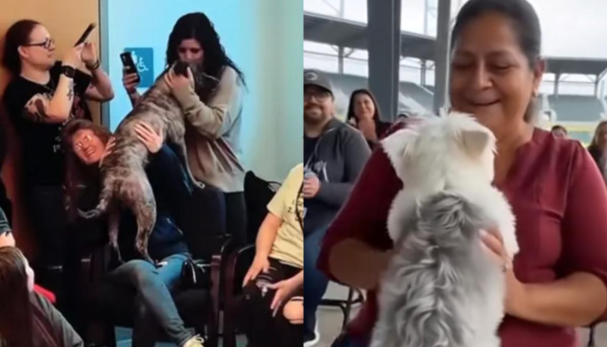 Il cane sceglie il suo padrone: la storia vera che ha dato origine ai video fake
