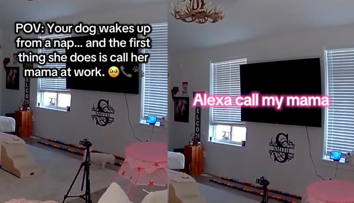 alexa cane