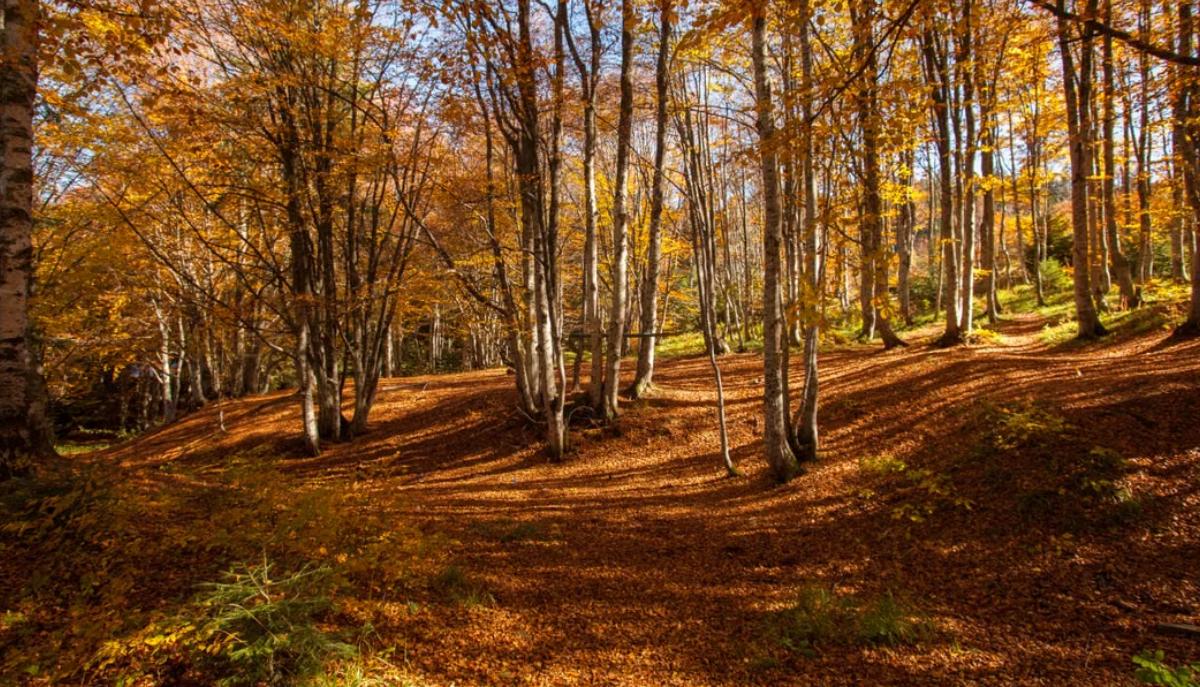 frasi letteratura autunno
