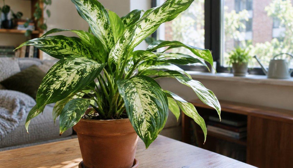 Dieffenbachia