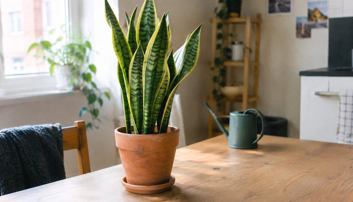Sanseveria
