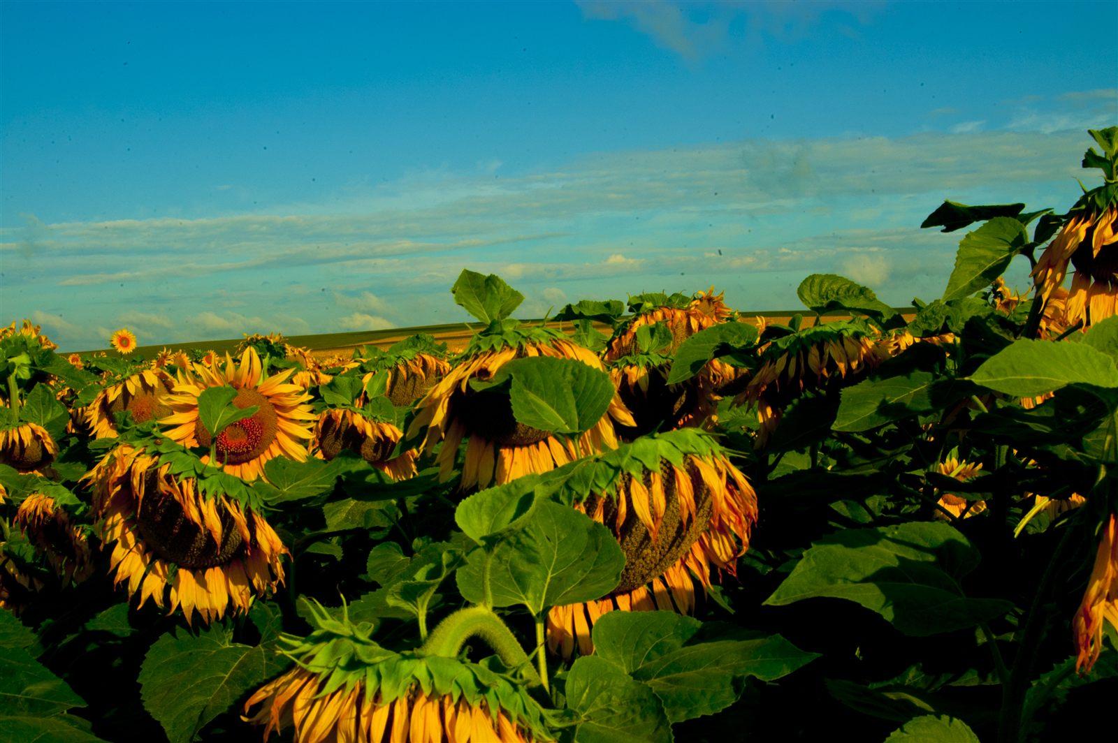 Campo di girasoli in Ucraina