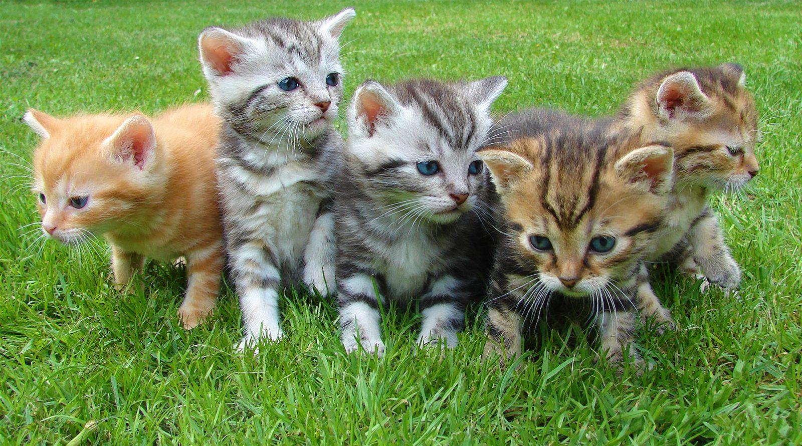 Cucciolata di gattini per un indovinello matematico
