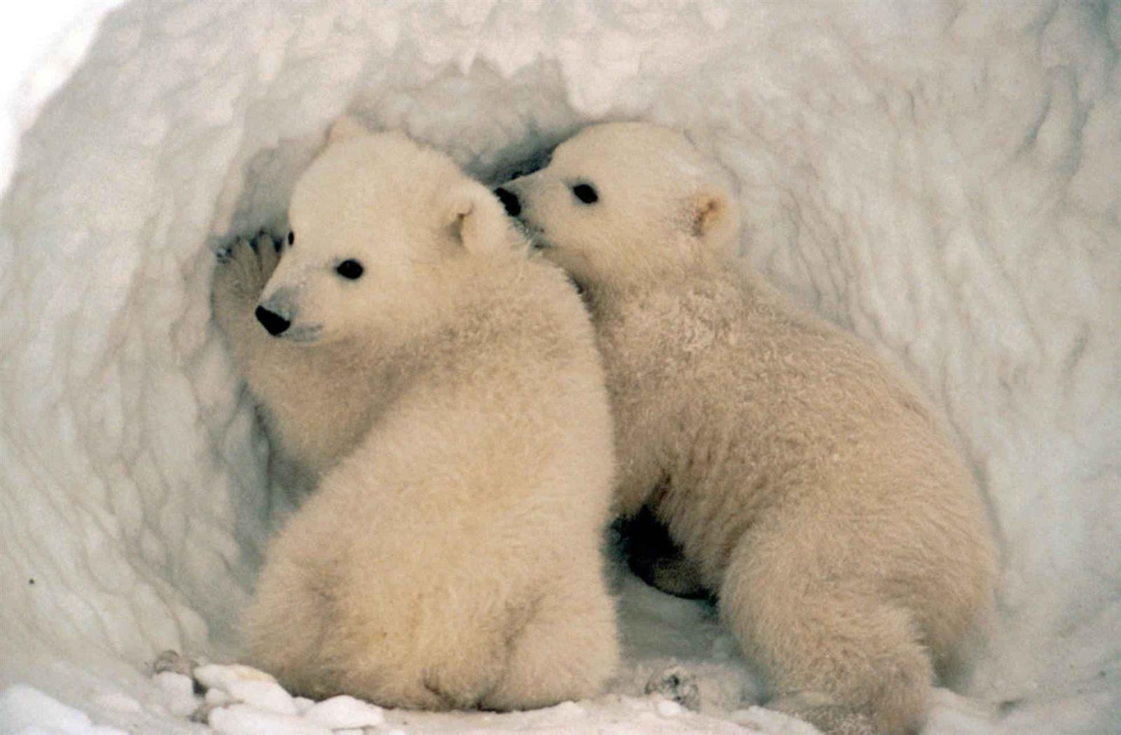 Cuccioli di orso polare nelle terre artiche