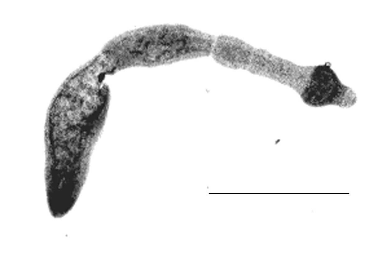 Echinococcus multilocularis, cestode parassita del phylum Platelminti