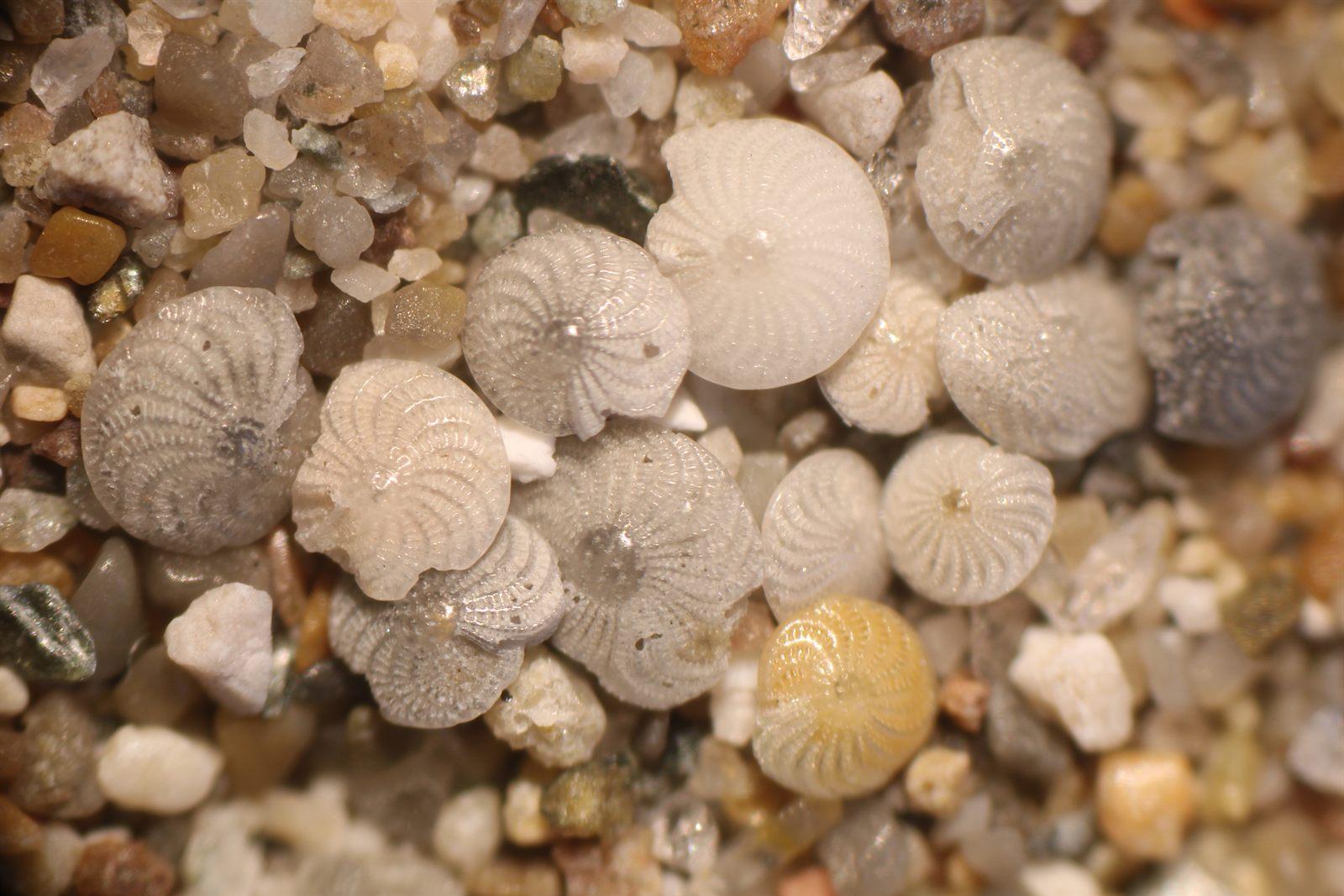 Foraminifero Elphidium crispum, protozoo con guscio calcareo