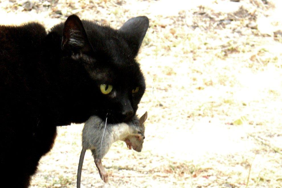 Gatto con un topo, indovinello matematico su gatti e topi