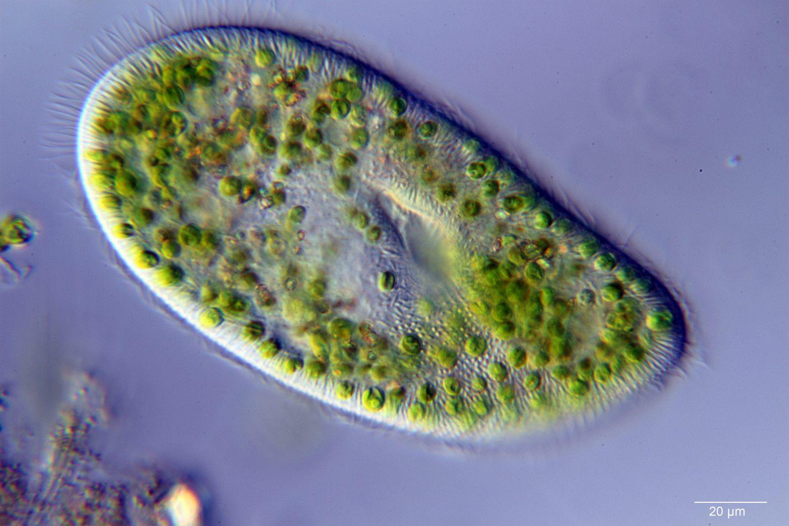 Paramecium bursaria al microscopio, protozoo ciliato con alghe simbionti