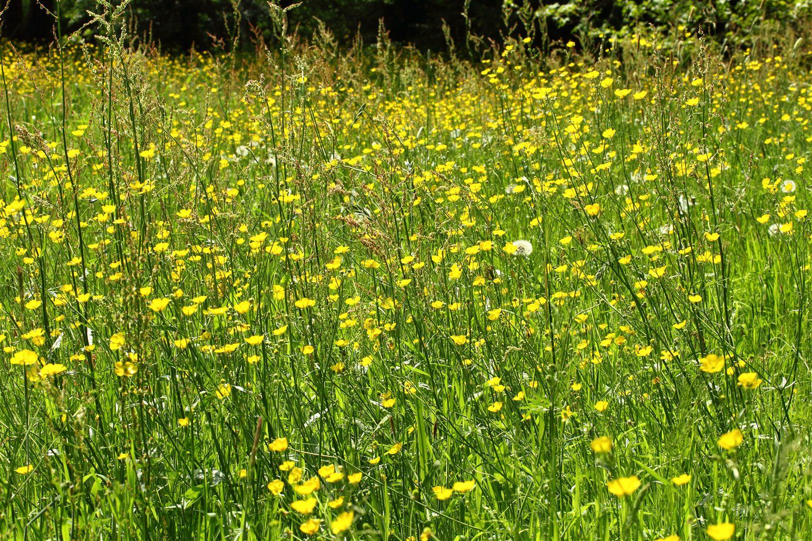 Prato fiorito primaverile, immagine del mese di maggio nella ballata di Poliziano