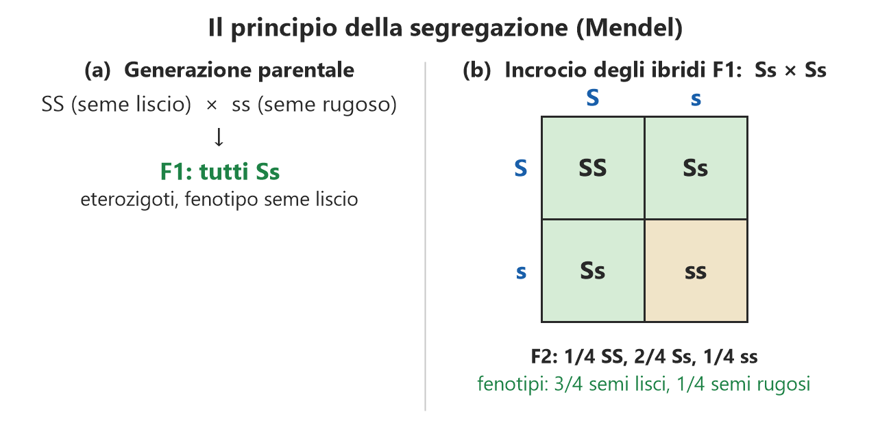 Principio della segregazione di Mendel: incrocio SS x ss, generazione F1 Ss e quadrato di Punnett della F2
