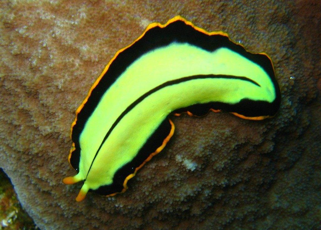 Pseudoceros dimidiatus, turbellario marino del phylum Platelminti