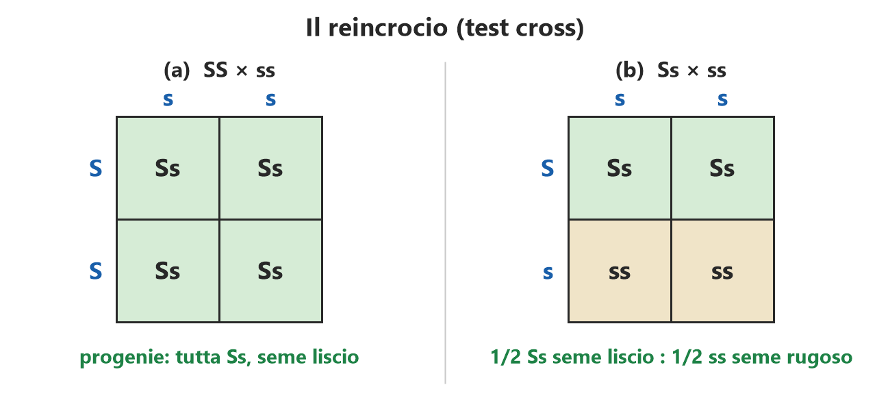Il reincrocio (test cross): incroci SS x ss e Ss x ss con i quadrati di Punnett