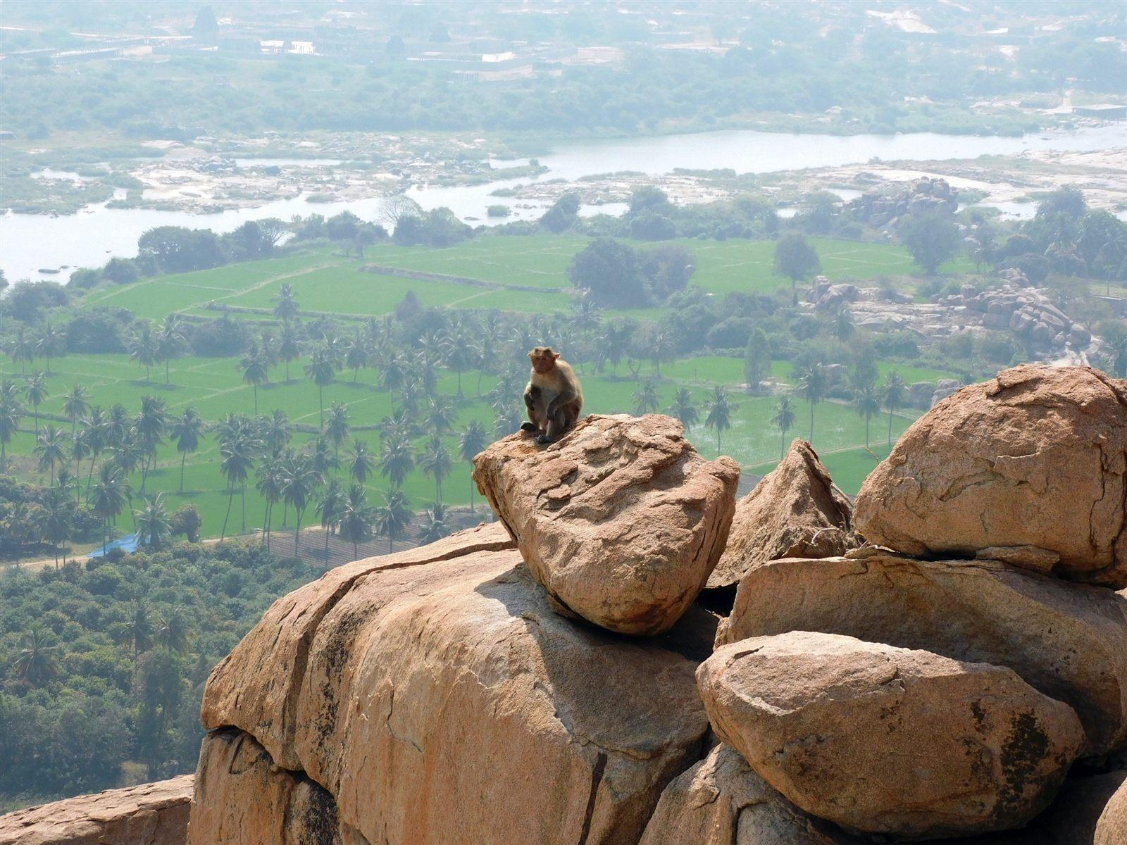 Scimmia sulle rocce di Anjanadri Hill a Hampi, richiamo a Il palazzo delle scimmie di Calvino