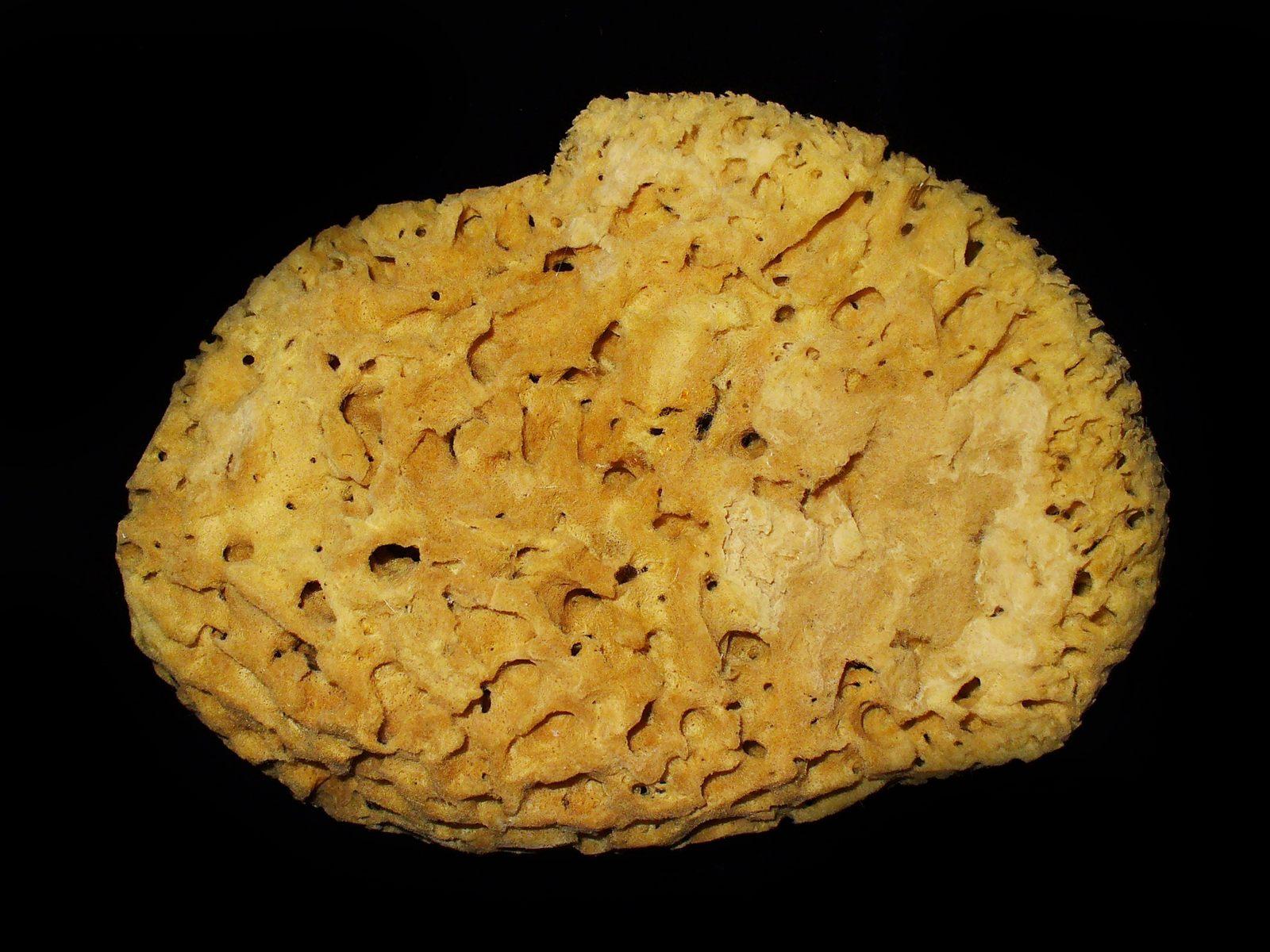 Spugna Spongia officinalis, esempio di Demospongiae nella classificazione dei Poriferi