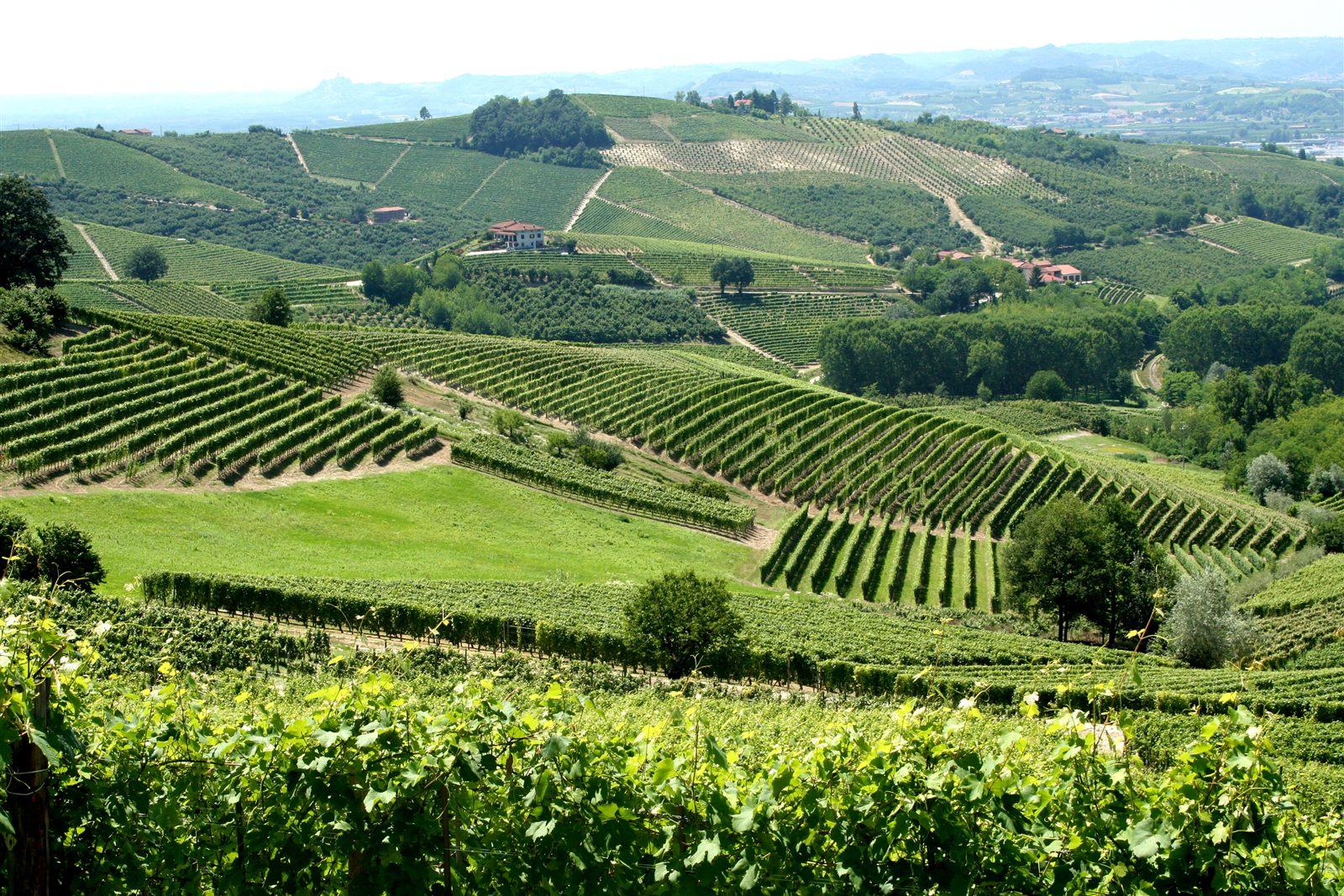Vigneti delle Langhe in Piemonte, agricoltura piemontese