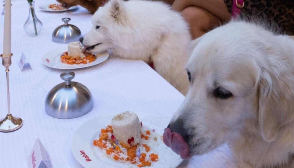 Cena stellata per 40 cani a Parigi: l’evento benefico scatena la polemica