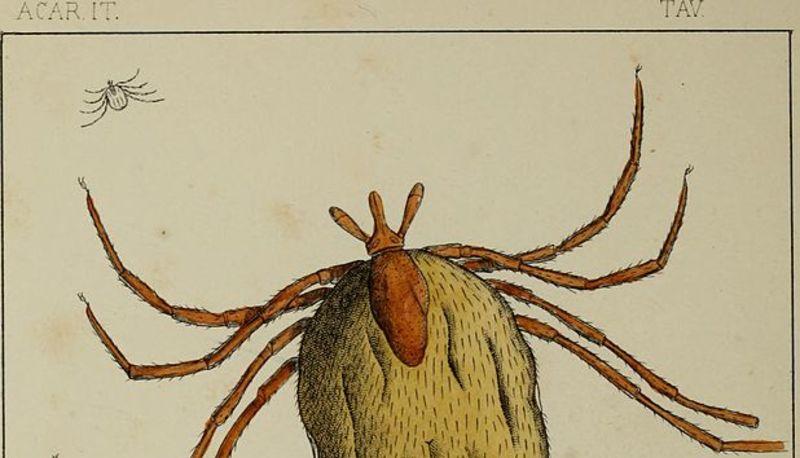 Descrizione dettagliata degli acari: caratteristiche, comportamento e impatto articolo