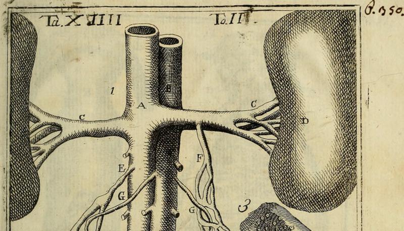 Meccanismi e regolazione degli ormoni nel corpo umano articolo
