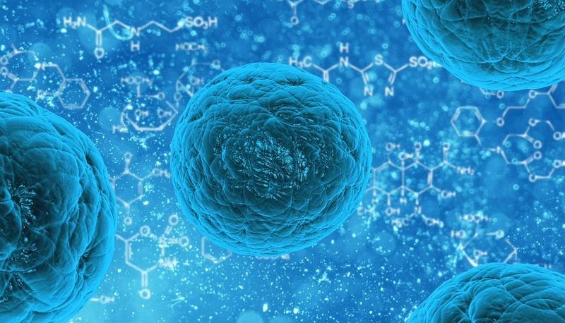 Struttura e funzioni delle cellule: procariote, eucariote e processi cellulari articolo
